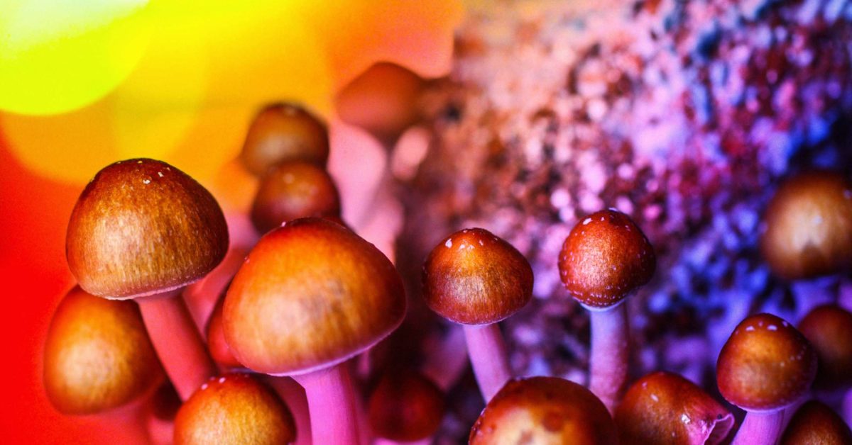 New Legal Push Aims to Speed Magic Mushrooms to Dying Patients