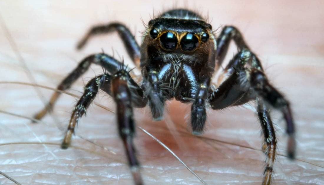pictures of all spider bites