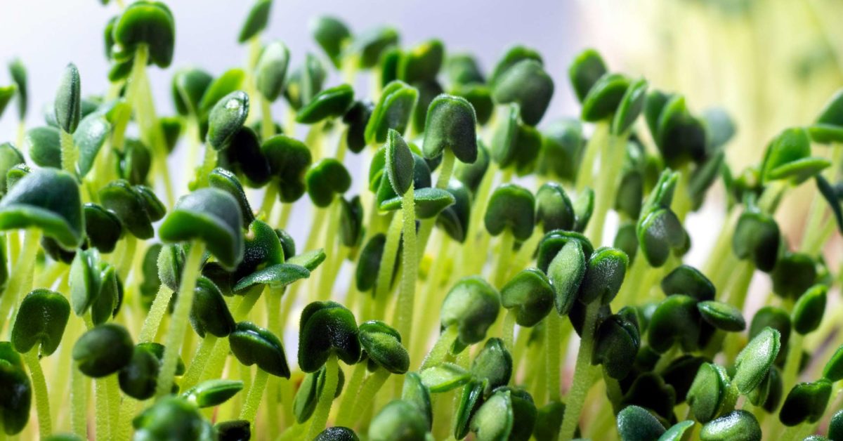 Microgreens Health benefits and growing tips