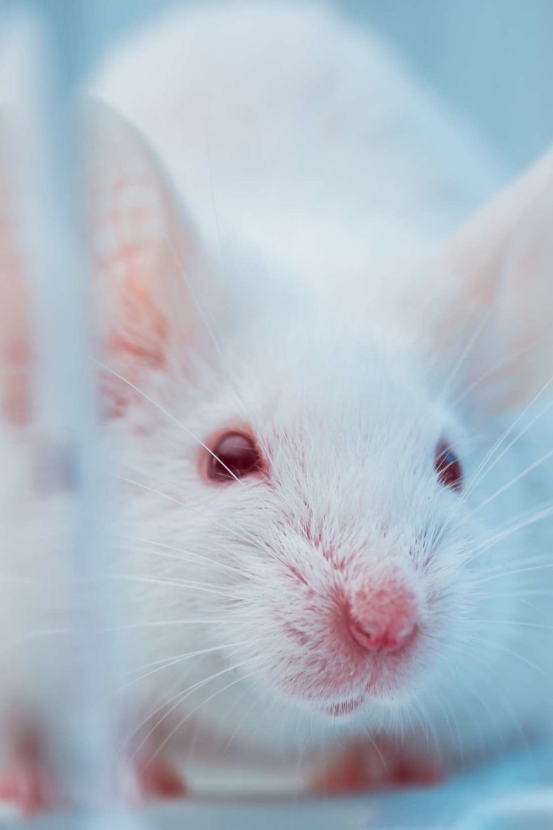 Type 1 diabetes cured in mice using gene therapy