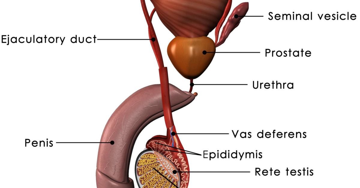 Prostate Functions Diseases And Tests