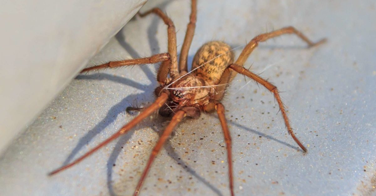 Hobo spider bite: Symptoms, treatment, and stages