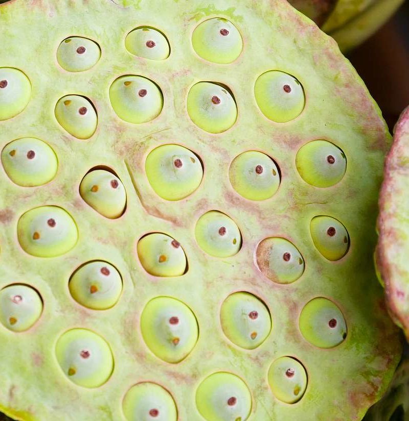 Trypophobia: Fact or fiction?