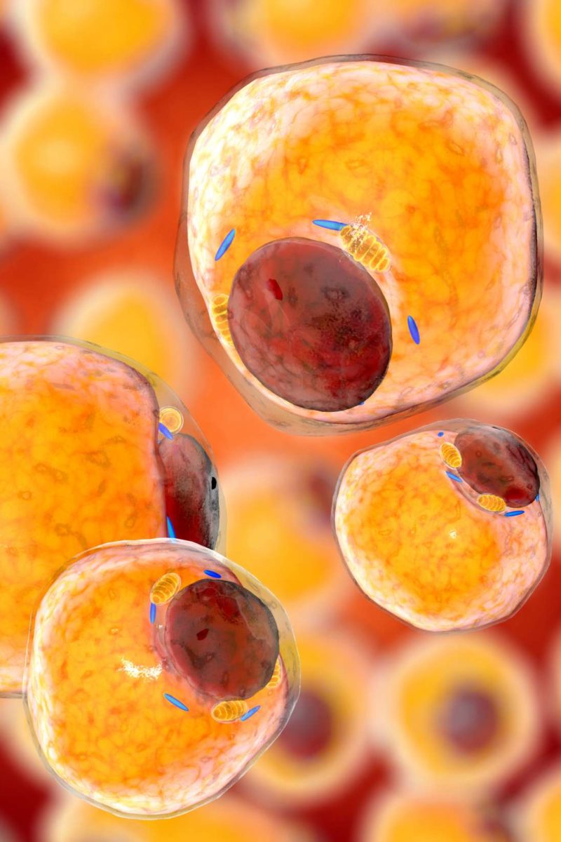 new-drug-could-shrink-harmful-fat-cells