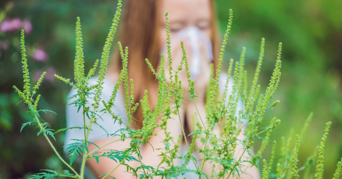 ragweed-allergy-symptoms-treatment-and-prevention