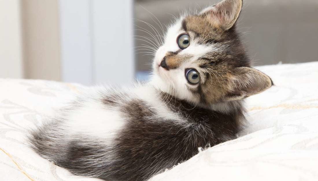 How a cat parasite can change your personality