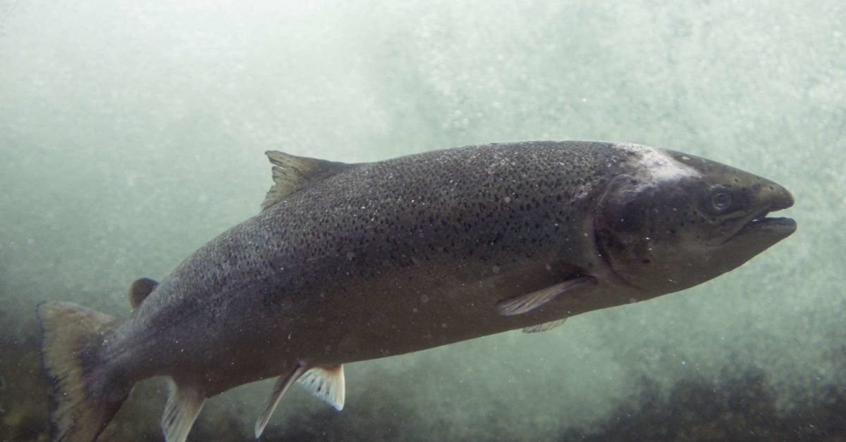 Wild vs. farmed salmon: What's the difference?