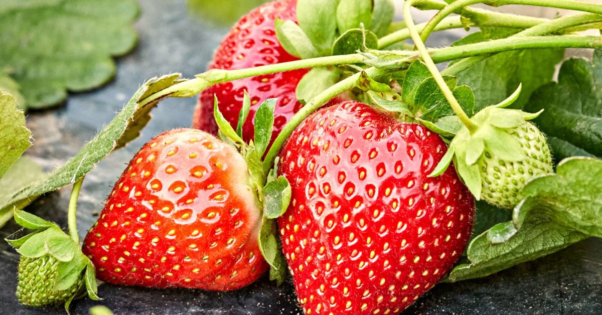 Can Babies Be Allergic To Strawberries