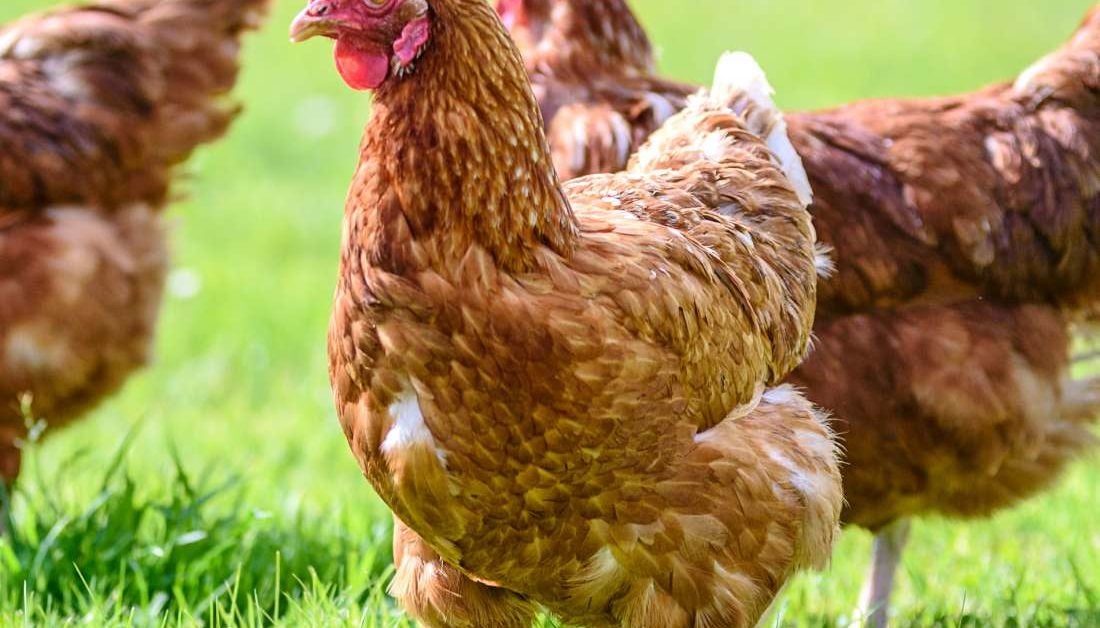 Chicken allergy: Symptoms, management, and what to avoid