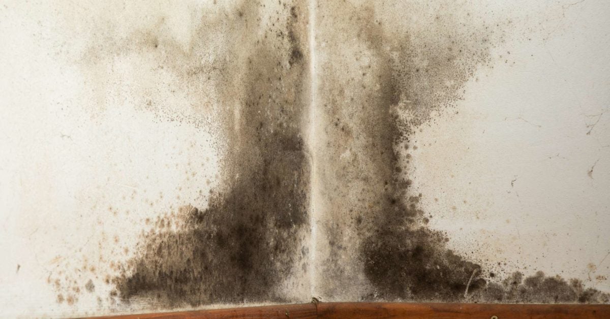 Black mold exposure: Symptoms, treatment, and prevention