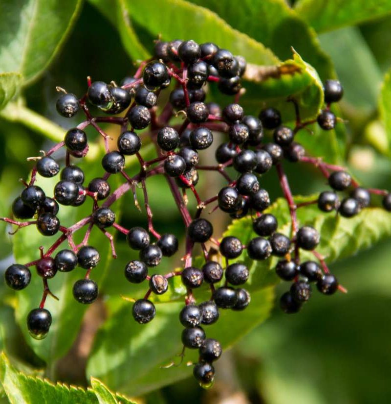 How elderberries can help you fight the flu