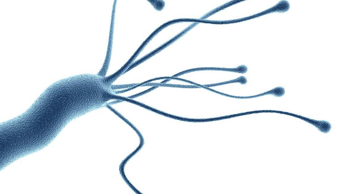 How do cancer-causing bacteria take over our stomachs?